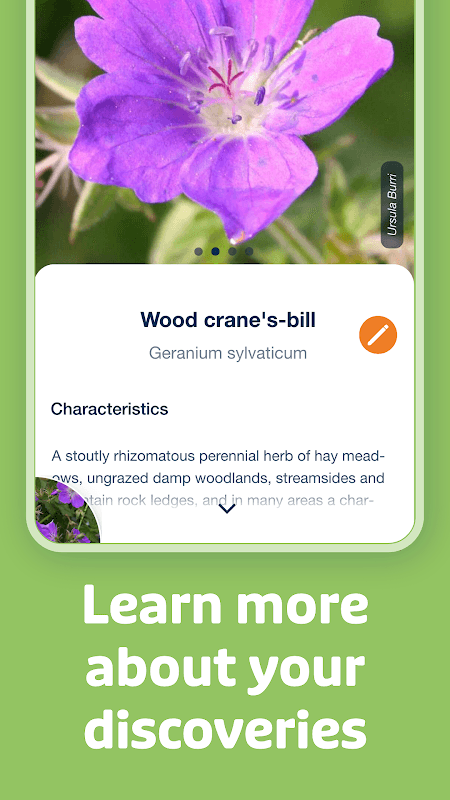 Flora Incognita screenshot 3