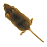 Mouse simulator: game for cat icon